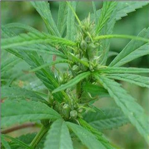 汉麻针织面料
